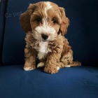 tata Cavapoo