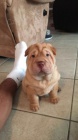 tata okovan shar-pei.