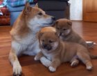 Nabzm tata shiba inu