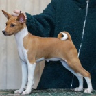 krsn okovan a oderven ttka Basenji