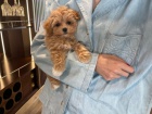 MNI Maltipoo