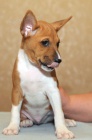 ttka Basenji