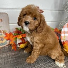 tata Cavapoo