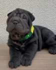 tata okovan shar-pei.