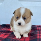 tata Pembroke Welsh Corgi