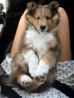 tata sheltie k adopci