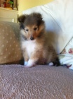 tata sheltie k adopci