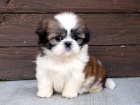 tata SHIH TZU