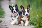 Cardigan Welsh corgi.