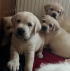 Labrador retriver s PP (smetanov)