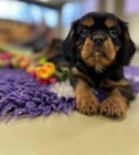 Kavalr king charles spaniel ttko s PP