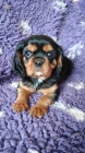 Kavalr king charles spaniel ttko s PP