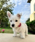 tata West Highland White Terriers