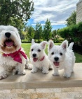 tata West Highland White Terriers