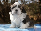 Shih-tzu, i-tzu ttka s PP FCI