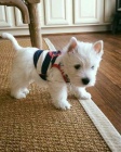 tata West Highland White Terriers