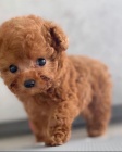 pudla Toy