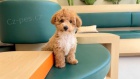 tata Cavapoo