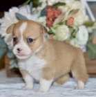 tata Pembroke Welsh Corgi