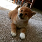 tata shiba inu