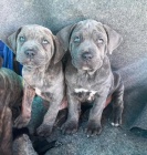 tata italskho Cane Corso