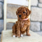 tata Cavapoo