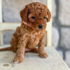 tata Cavapoo
