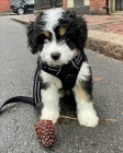 tata Bernedoodle.