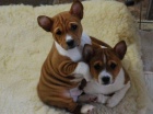 ttka Basenji