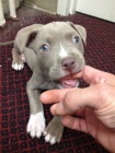 pitbull terira