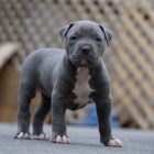 pitbull terira