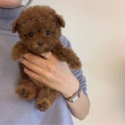 TOY tata pudla