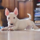 BULLTERIRA/BULLTERIRA/BULLTERIRA