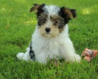 tata biewer yorkie