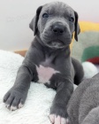 tata nmeck dogy
