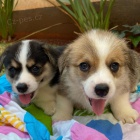 tata Pembroke Welsh Corgi
