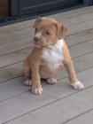pitbull terira