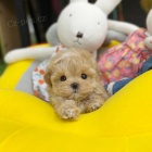 tata Maltipoo