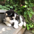mini tata sibiskho huskyho