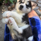 mini tata sibiskho huskyho