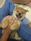 tata shiba inu