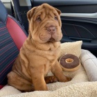 tata okovan shar-pei.