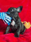  Francouzsk buldoek k adopci 
