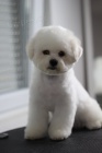 Bichon Fris tata
