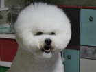 Bichon Fris tata