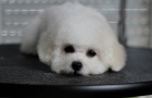 Bichon Fris tata