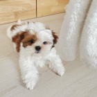 tata SHIH TZU