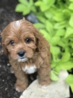 tata Cavapoo