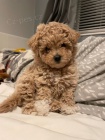tata Maltipoo