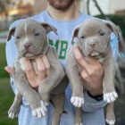 pitbull terira